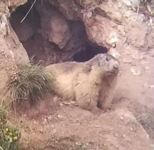 Montalbert Pied Des Pistes Ла-Плань